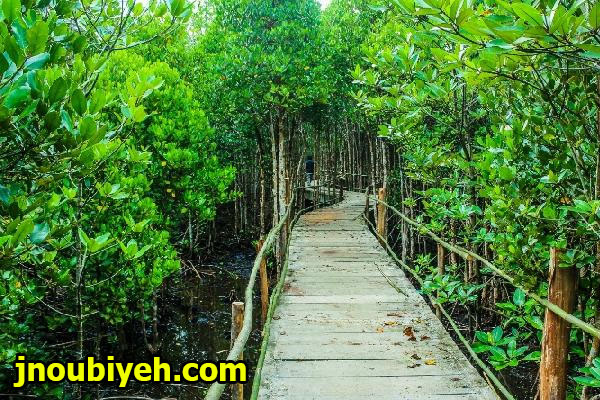 Wisata Hutan Mangrove di Jakarta